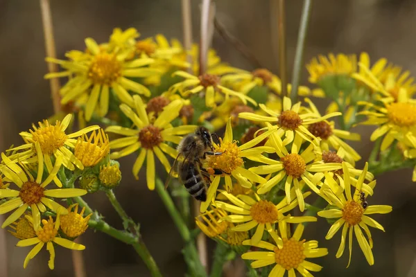 Крупный План Пчелы Собирающей Пыльцу Желтом Лохмоте — стоковое фото