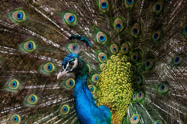 Beautiful Male Peafowl Opened Feathers — Stock Photo, Image