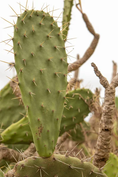 長い棘のあるサボテンの植物の垂直閉鎖ショット — ストック写真
