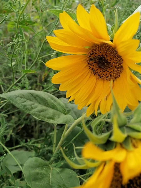 Primo Piano Girasoli Sul Campo Durante Giorno — Foto Stock