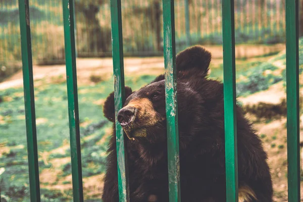 Primo Piano Orso Bruno Che Tiene Recinzione Verde Allo Zoo — Foto Stock