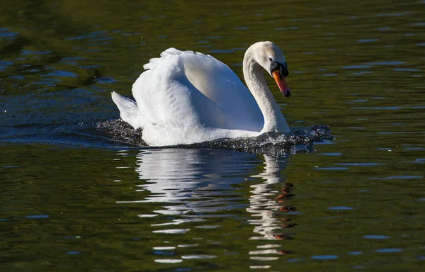 Cisne Branco Numa Lagoa — Fotografia de Stock