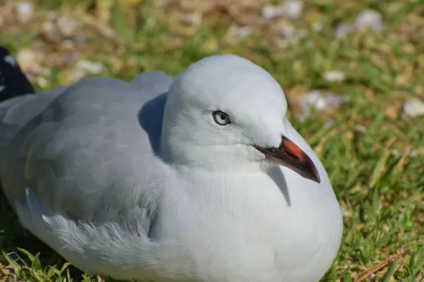 Een Close Van Een Meeuw Een Gras Bedekte Grond Bij — Stockfoto