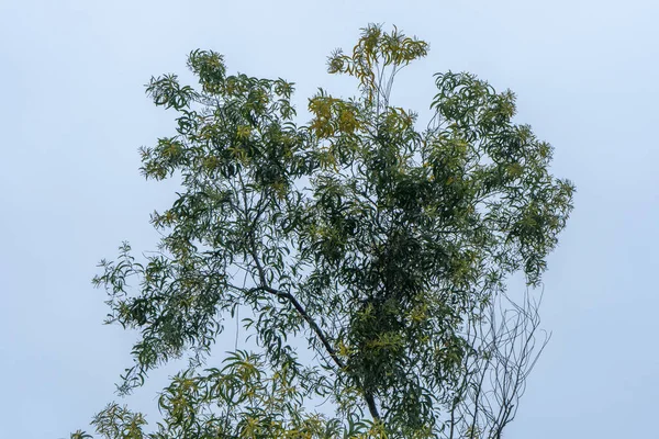 Ένα Πλάνο Ενός Δέντρου Φόντο Ουρανού — Φωτογραφία Αρχείου