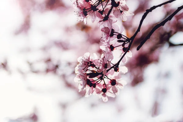 Ένα Κοντινό Πλάνο Όμορφα Άνθη Κερασιάς Ένα Πάρκο — Φωτογραφία Αρχείου