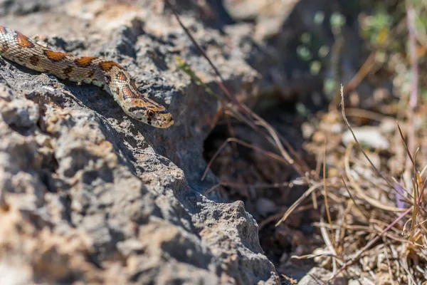 在马耳他 一只成年豹蛇或欧洲鼠蛇Zamenis Situla在岩石和干枯的植被上滑行的特写镜头 — 图库照片