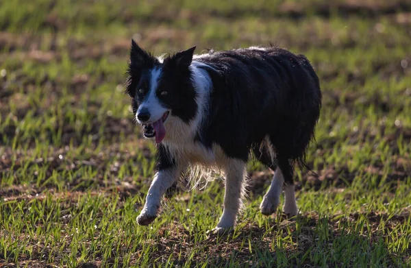 Czarne Collie Graniczne Biegnące Zielonej Trawie — Zdjęcie stockowe