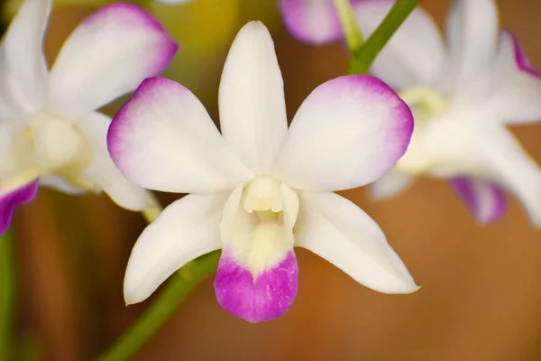 Primer Plano Hermoso Dendrobium — Foto de Stock