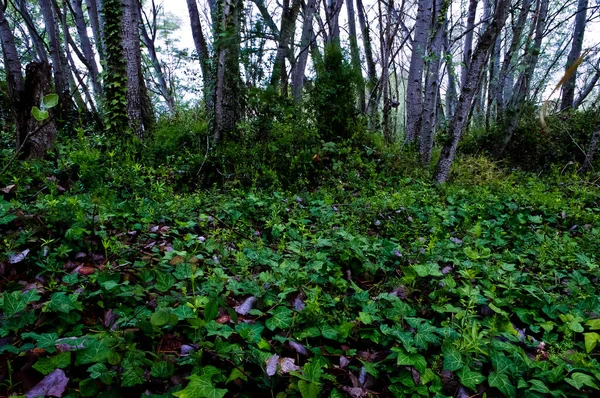 森の中の美しい熱帯植物 — ストック写真
