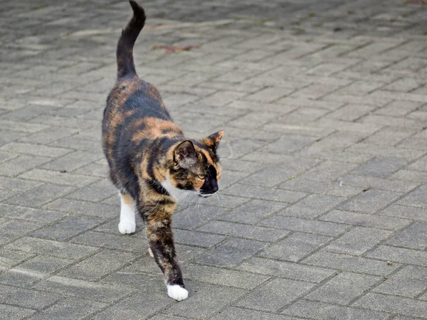 Közeli Kép Egy Imádnivaló Calico Macska Szabadban Napfényben — Stock Fotó