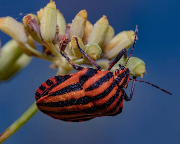 太陽の下で植物の上のイタリアの縞模様の甲虫の閉鎖 — ストック写真