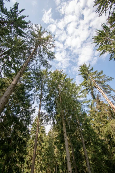 Low Angle Shot Tall Trees Forest — Stock Photo, Image