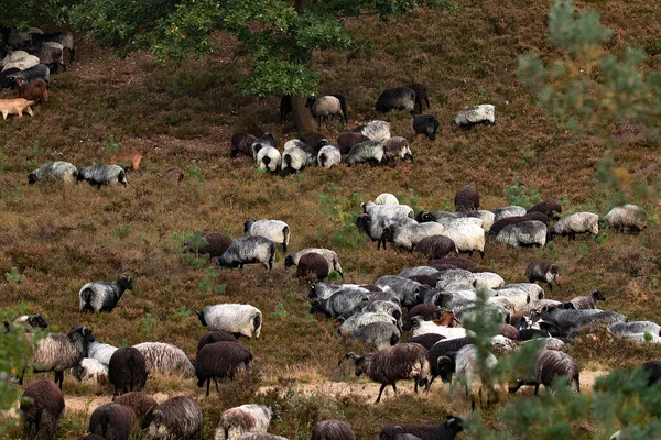 Una Manada Cabras Pastando Prado — Foto de Stock