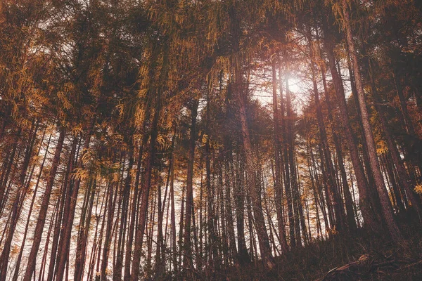 Colpo Basso Alberi Alti Con Foglie Colorate San Valentino Sera — Foto Stock