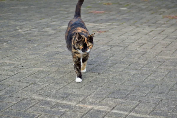 Primo Piano Adorabile Gatto Calico All Aperto Durante Giorno — Foto Stock