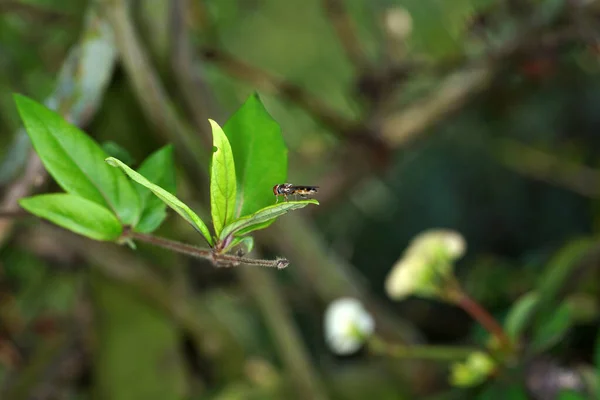 背景模糊的绿叶上昆虫的特写镜头 — 图库照片