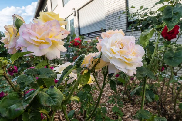 花园里的一束玫瑰的特写 图库图片