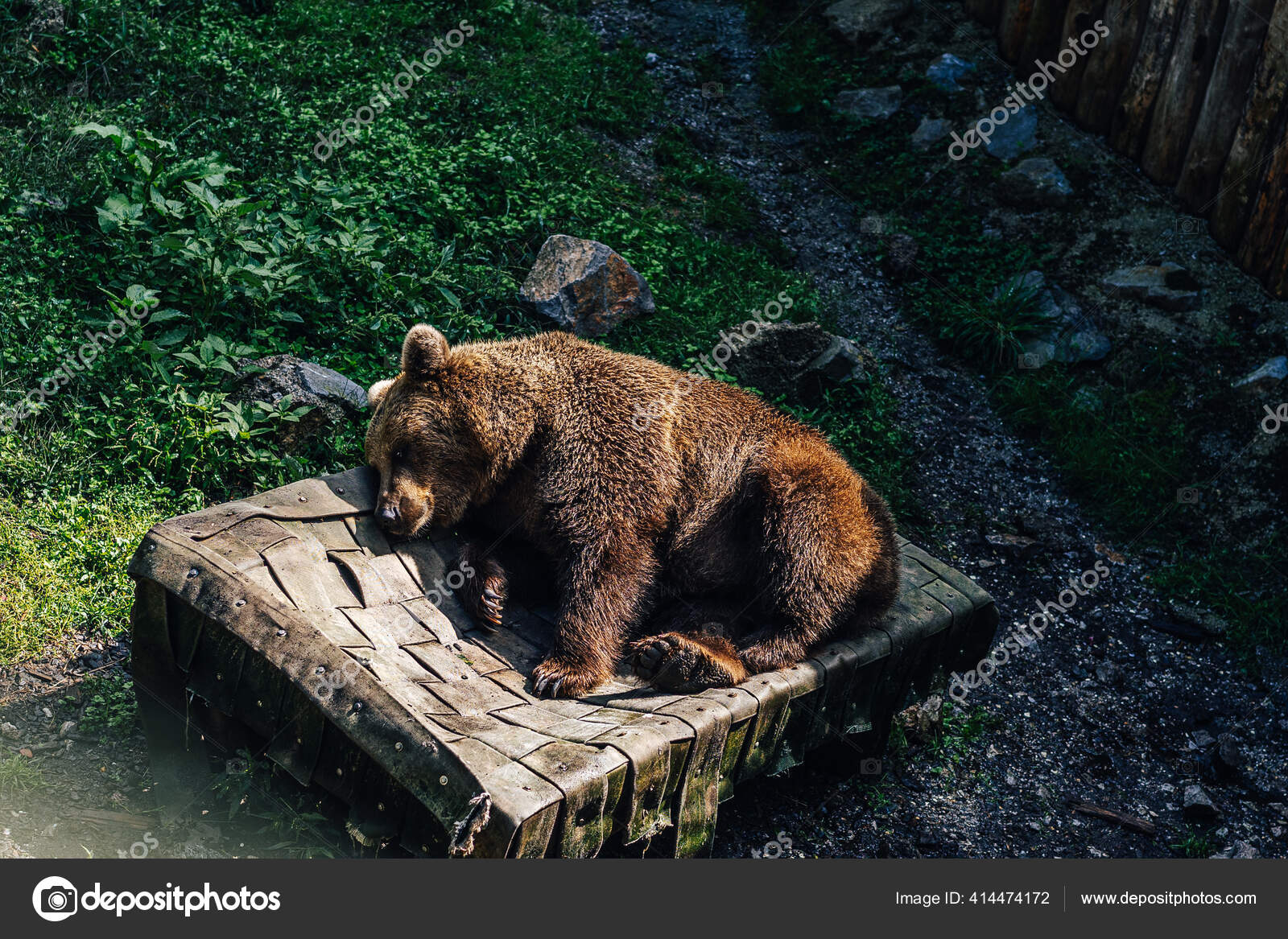Brunbjørn Eller Grizzly Som Hviler Kåk Ljublanja Zoo Bjørn Som – stockfoto  © Wirestock #414474172, image size:1600x1167