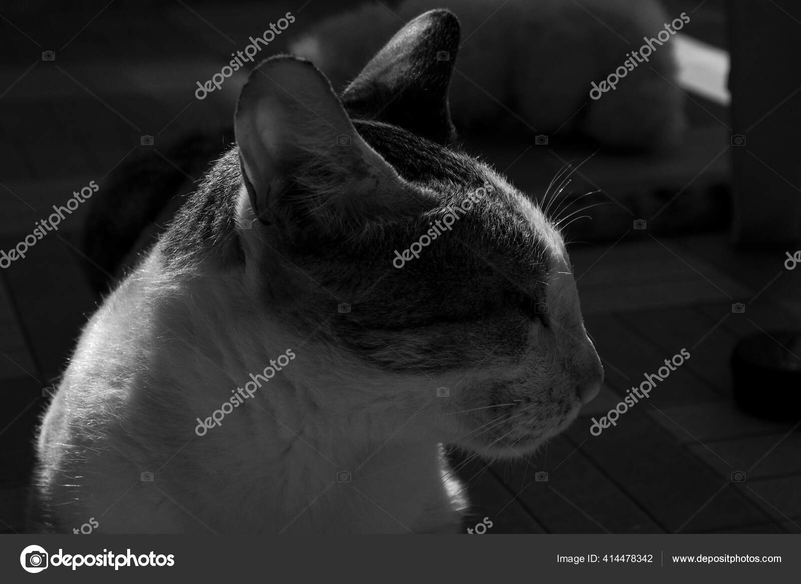 Gros Plan Niveaux Gris Chat Bresilien Poil Court Dans Une Image Libre De Droit Par Wirestock C Gros Plan Niveaux Gris Chat Bresilien Poil Court Dans Une Image Libre De Droit Par Wirestock C