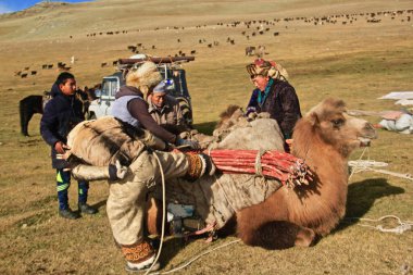 ULGII, MONGOLIA - Sep 30, 2019: The Eagle hunters of Mongolia in the Golden Altai mountains area. Portrait and sport photography clipart