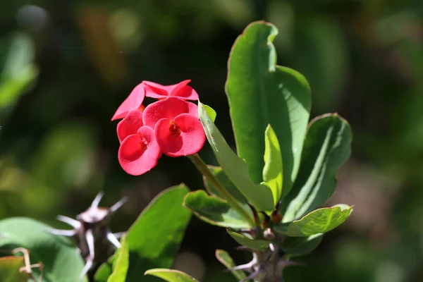 Closeup Shot Cute Crown Thorns Sunlight — Stock Photo, Image