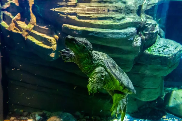 Closeup Pond Slider Aquarium — Stock Photo, Image