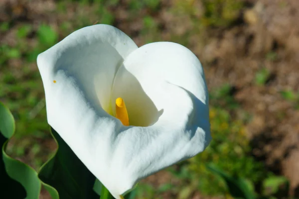 Çiçek Açan Beyaz Bataklık Arum Çiçeğinin Yakın Çekimi — Stok fotoğraf