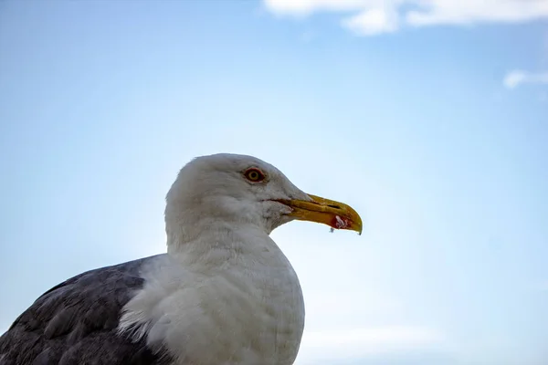 Eine Nahaufnahme Von Einer Möwe Und Einem Blauen Himmel Auf — Stockfoto