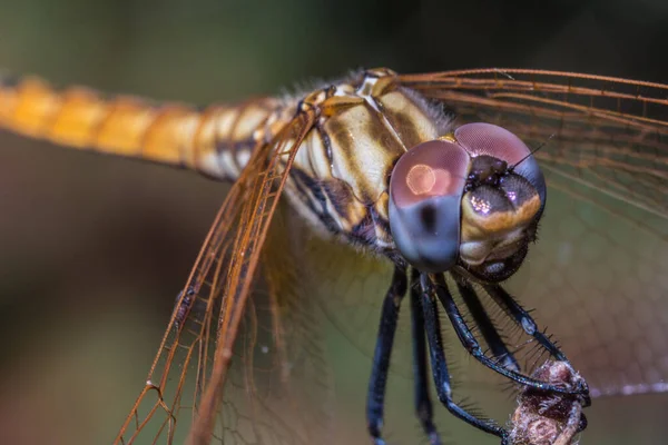 Selective Focus Shot Cute Dragonfly — Stock Photo, Image