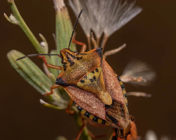 Bir Çiçeğin Üstündeki Pis Kokulu Böceğin Yakın Plan Fotoğrafı — Stok fotoğraf