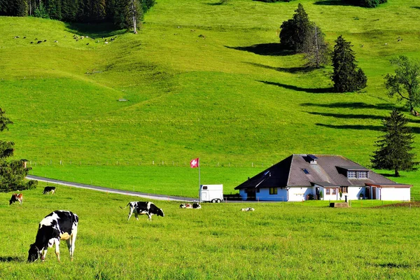 Farmářská Půda Krávami Pasoucími Slunečného Dne — Stock fotografie