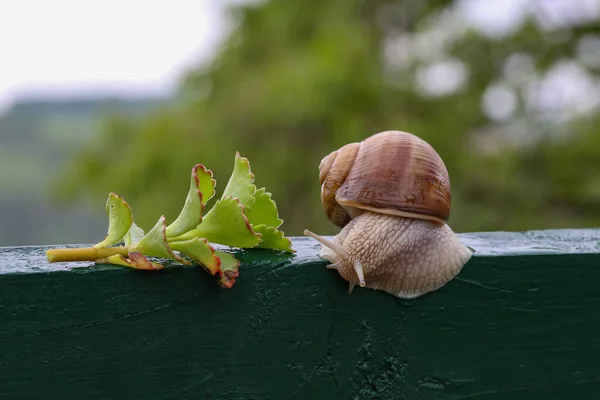 Een Dichtbij Shot Van Een Druif Slak Kruipend Een Van — Stockfoto