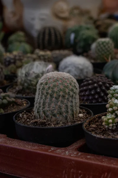 Plan Vertical Petits Cactus Pot Dans Récipient Avec Fond Flou — Photo