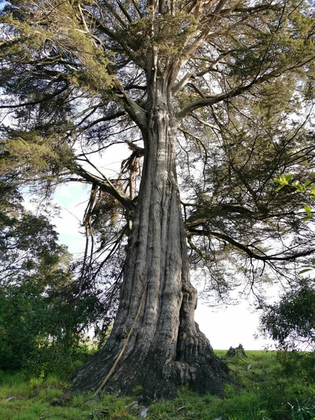 Disparo Vertical Viejo Árbol Enorme Campo Durante Día — Foto de Stock