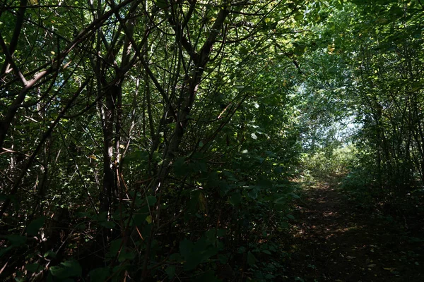 Växande Gröna Bladen Trädgrenarna — Stockfoto