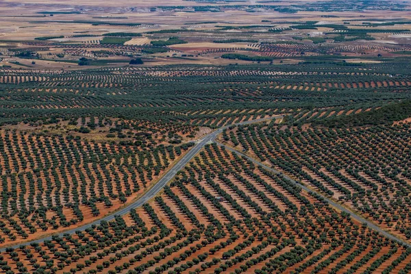 Bird Eye View Shot Tree Plantation — стоковое фото