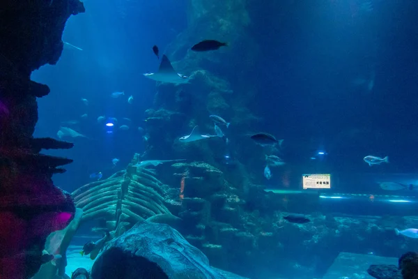Närbild Fisk Som Simmar Akvariet — Stockfoto