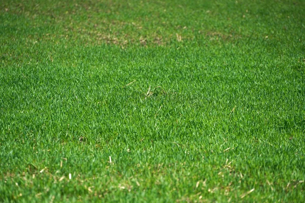 Ett Fält Grönt Gräs Solig Dag — Stockfoto