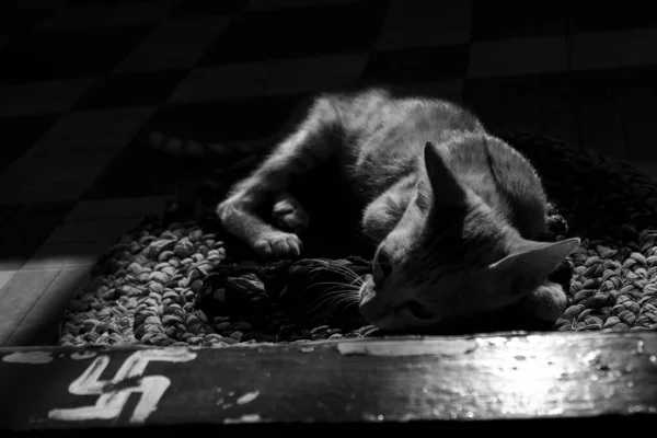 Egy Szürkeárnyalatú Közelkép Egy Cornish Rex Macskáról Egy Rongyon — Stock Fotó