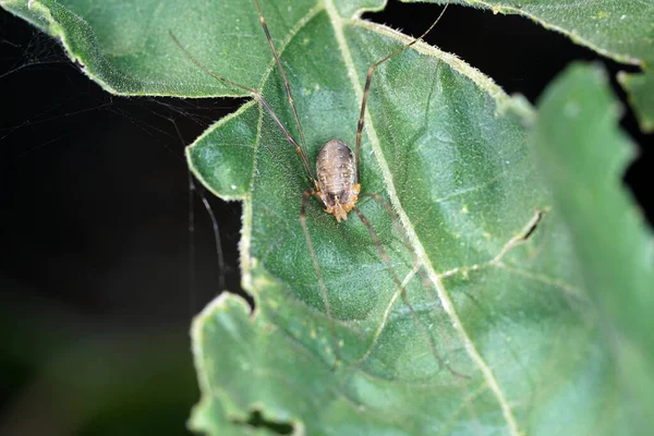 High Angle Shot Insect Leaf — Stock Photo, Image