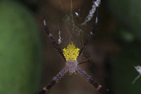 Argiope Appensa Αράχνη Στον Ιστό Της Αράχνης Κίτρινο Πρόσωπο Στην — Φωτογραφία Αρχείου