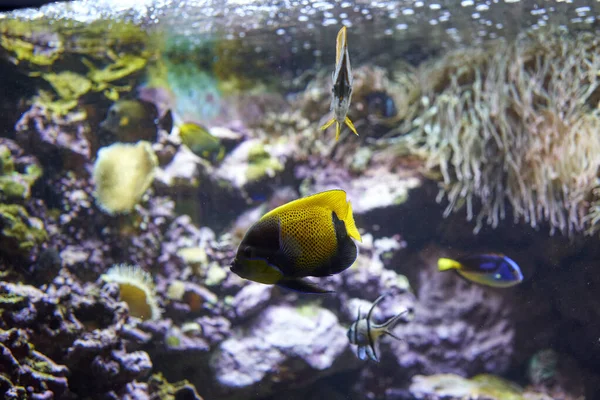 Een Close Opname Van Vissen Zwemmen Een Aquarium — Stockfoto