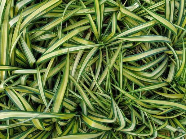 Ένα Κοντινό Πλάνο Του Πράσινου Φυτού Ophiopogon Jaburan — Φωτογραφία Αρχείου