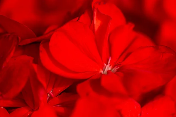 Makró Lövés Élénk Piros Pelargonium Virágok — Stock Fotó