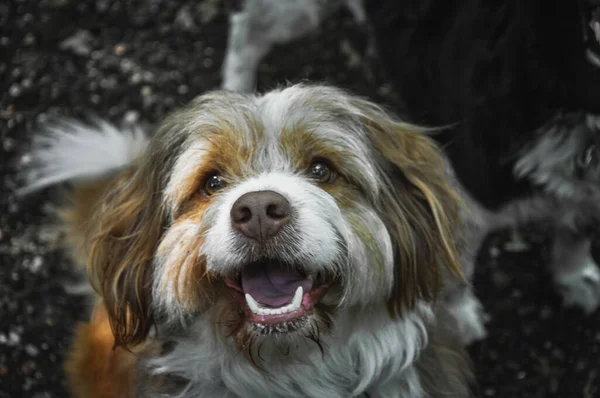 Αξιολάτρευτο Χνουδωτό Και Χαρούμενο Σκυλί Στο Πάρκο — Φωτογραφία Αρχείου