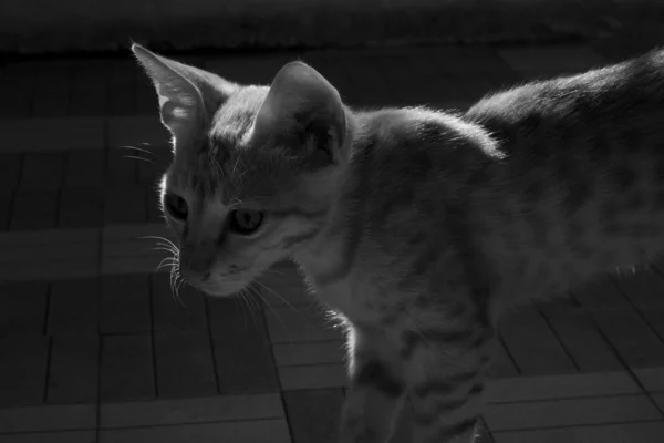 Кімнаті Живе Бразильський Короткохвостий Кіт Можна Побачити Сірувату Кладку — стокове фото