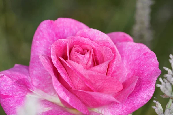 Zbliżenie Ujęcie Pięknej Jasnej Róży — Zdjęcie stockowe
