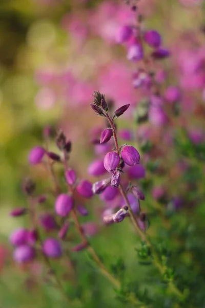 Close Vertical Lavanda Inglesa Sobre Fundo Borrado — Fotografia de Stock