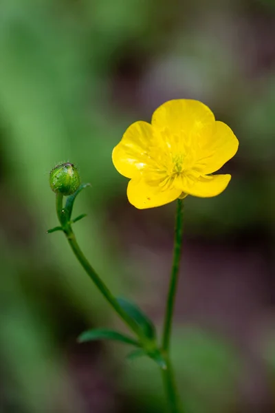 Selektiv Fokusbild Gul Krypande Smörblomma — Stockfoto