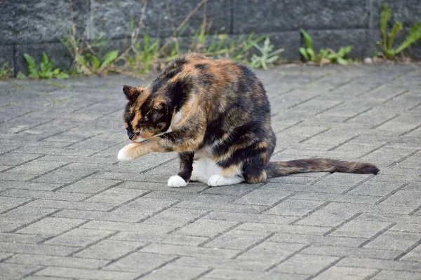 대낮에 귀여운 고양이의 — 스톡 사진